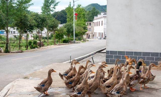 为什么很多农村人冬天宁愿住冷平房，也不愿意去城里住楼房图5