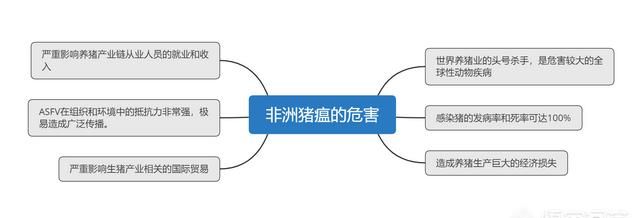 非洲猪瘟危害有多大传播途径有哪些如何有效杜绝传播图2