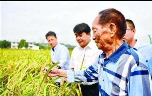 现在农田大量被占用，种田的人越来越少，今后谁来保证吃饭问题图3