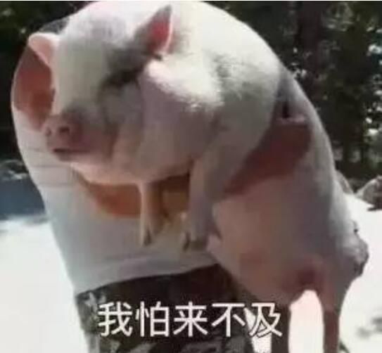 养二十头母猪，猪仔卖500元左右，是卖猪仔划算还育猪划算图9