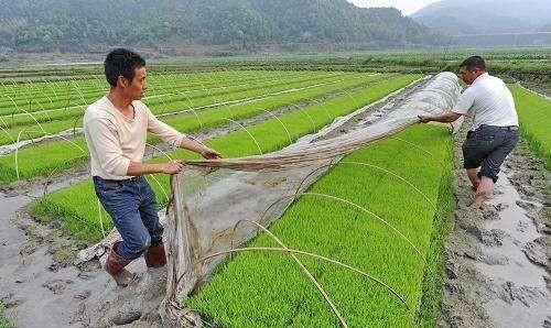 粮食价格一直下滑，农民还会继续种地图7