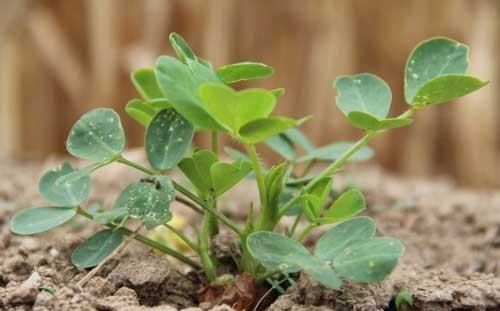 收获小麦以后种植花生晚麦茬花生每亩地多少斤种子比较合适图2