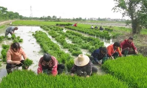 农民不愿意种地大批量进城打工，未来粮食从哪来呢图2