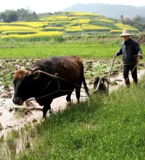 如果农民不种地了，那会发生什么事情呢你怎么看图2