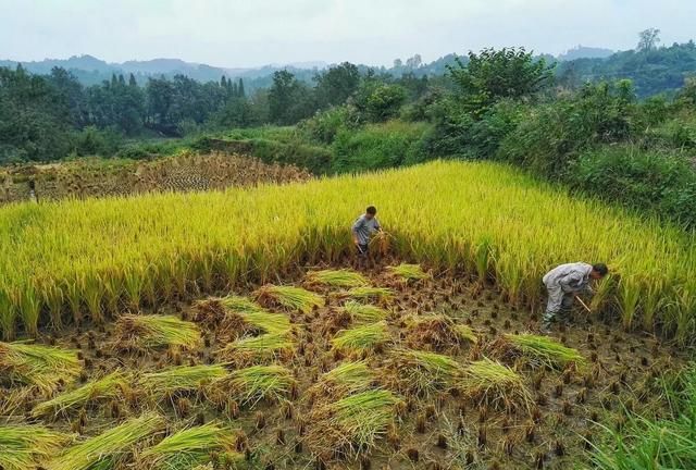 如果给你一天200元你愿意回去农村种地前提是一年产出一万斤粮食你能做到图5