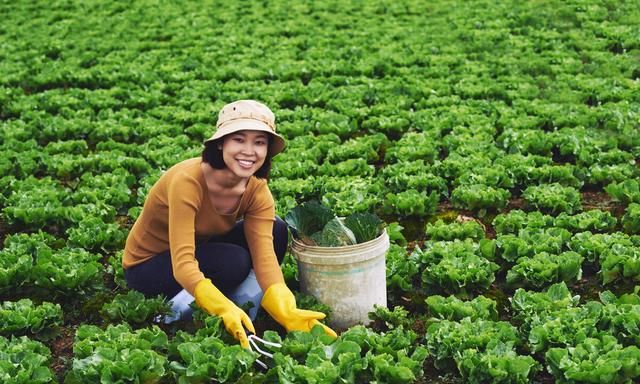 你们觉得农村种植什么能挣钱多点（农村种植啥赚钱）图4