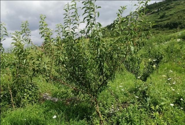 你们觉得农村种植什么能挣钱多点（农村种植啥赚钱）图5