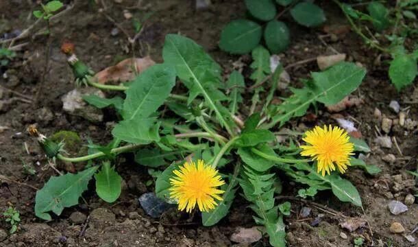 种植野菜有市场么图4