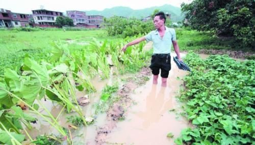 河南洪灾对秋粮影响有多大到时玉米等粮食价格会有大幅上涨吗图1