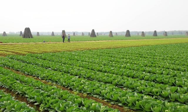 新农村建设给农民的居住条件带来的变化图1