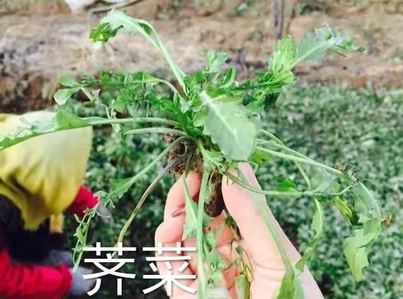 生活小技巧:又到挖野菜的时候,你知道蒲公英长什么样吗图2