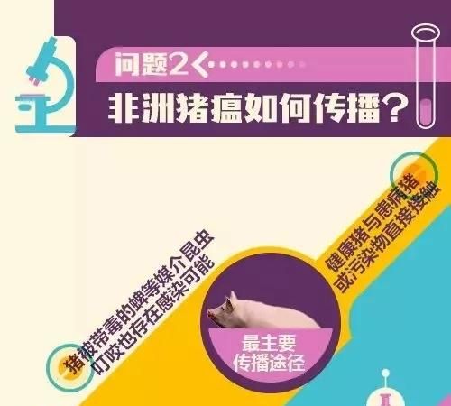 吃了感染非洲猪瘟的猪肉会怎么样图4