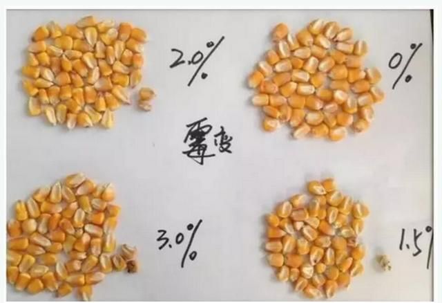 猪突然不吃食精神很好图3