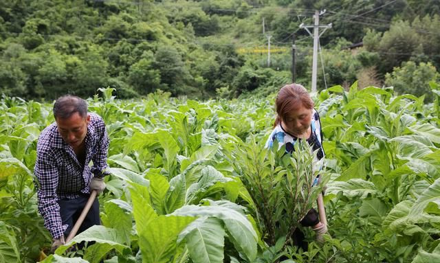 有人说现在大学生“严重过剩”，为何有些人还要不惜一切供孩子上大学呢图3