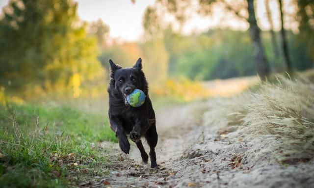 你和你的爱犬有哪些令人感动的故事英文图1