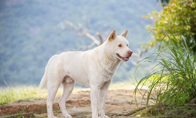 你和你的爱犬有哪些令人感动的故事英文图4