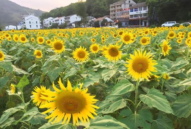 今日头条怎么才能热门图9