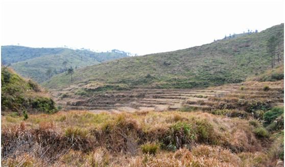 对农村大量荒废土地的现象有什么好的解决方法如果全用来种经济林可行吗图1