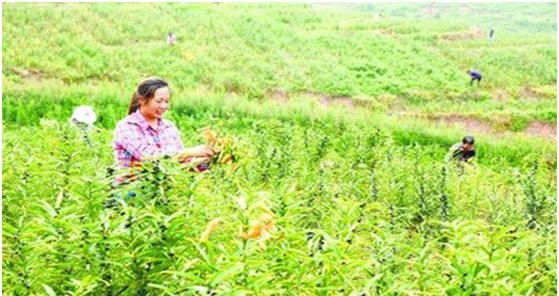 对农村大量荒废土地的现象有什么好的解决方法如果全用来种经济林可行吗图3