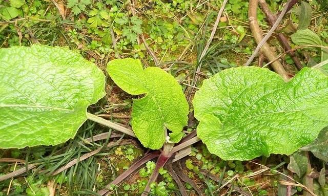 农村野外有很多野生的地黄图5