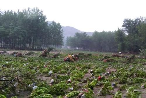 河南秋粮预计受损200万吨，滞洪区绝收已成定局，中国粮食还安全吗图1