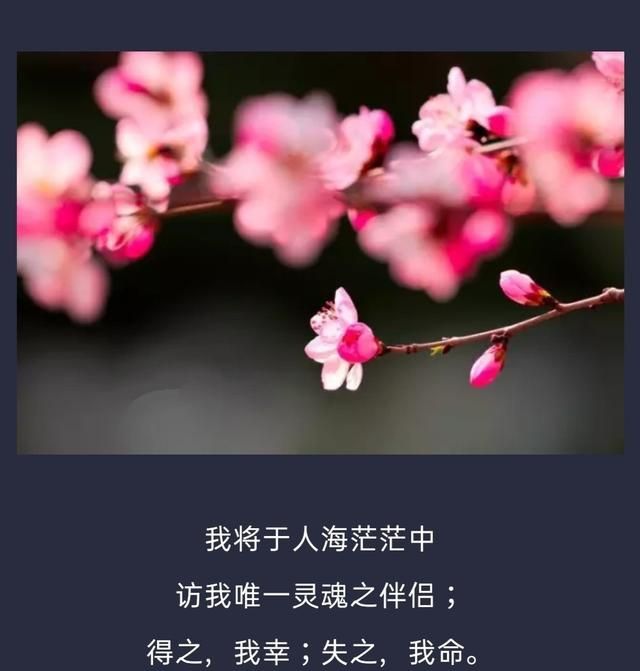 有什么惊艳的句子图7