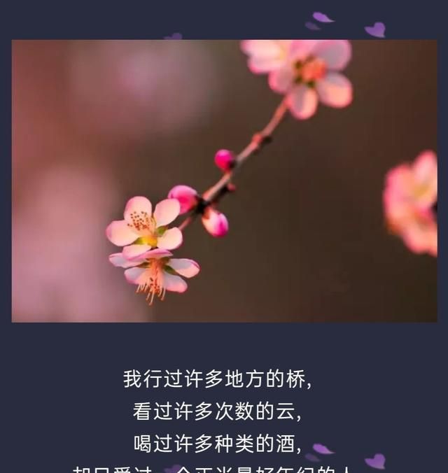 有什么惊艳的句子图8