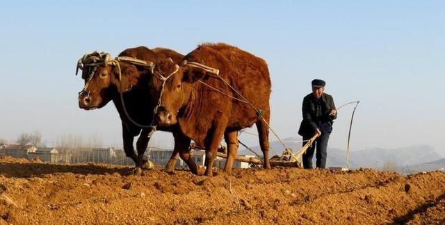 为什么在城里生活惯了的农村人再回到农村就不习惯农村的生活了呢图1