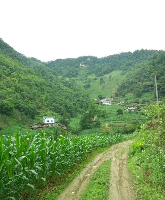 城市生活压力大,想回农村图1