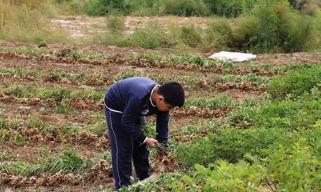 八零九零后年轻人都不种田了,农村会面临怎样的变化呢图2