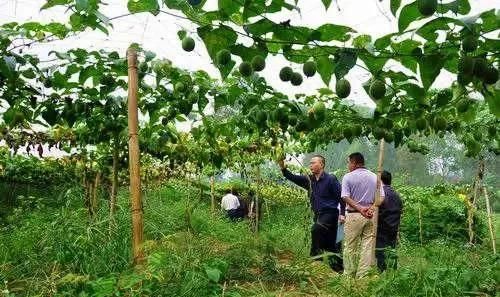 八零九零后年轻人都不种田了,农村会面临怎样的变化呢图7