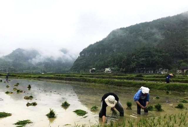 让你放弃现在的工作到大山过着鸟语花香的生活，你愿意吗图4