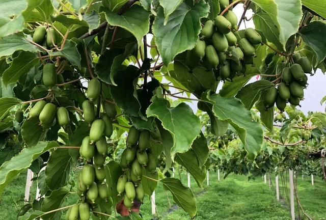 北方农村土地种植什么好，年年种植?，根本不挣钱图2