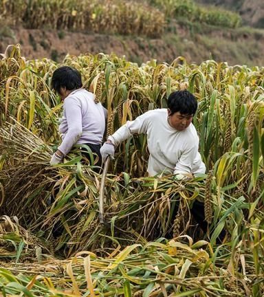 为什么向往农村生活的人越来越多，却依旧很多人瞧不起农村人图4