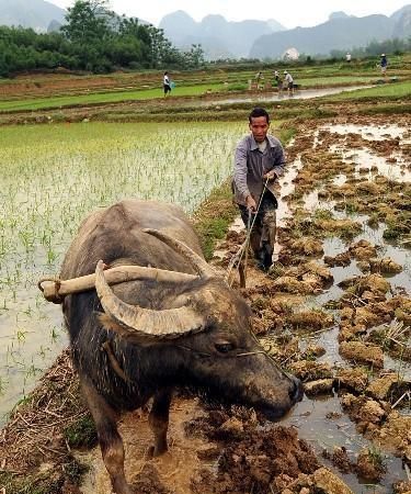 2020年在农村有什么项目可以做呢,例如养殖,种植的活动图3