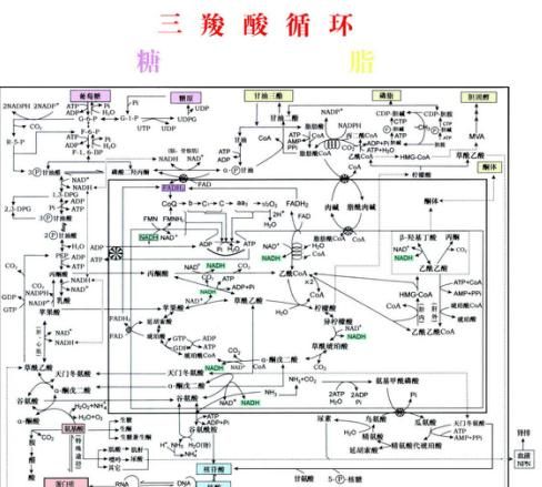 为什么一直在瘦下去图4