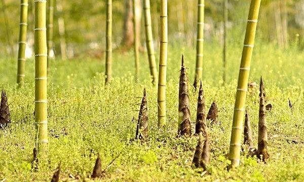 农村田野很多野菜都冒出了头，什么野菜是这个时节比较好采又好吃的图11