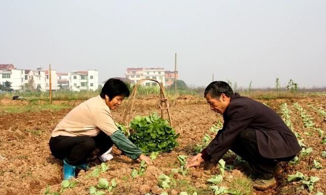 种油菜什么时候种最好图11