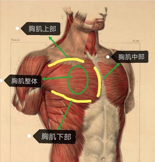 胸肌和腹肌应该怎么练?无机械的图2