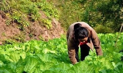 有些地区的农村人口越来越少，以后这些地方的土地还有人种吗图2