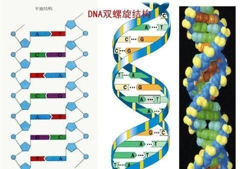 人类之间存在生殖隔离吗图2