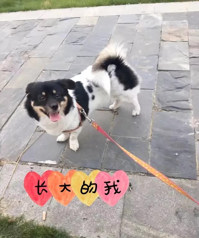 狗狗会感动吗图1