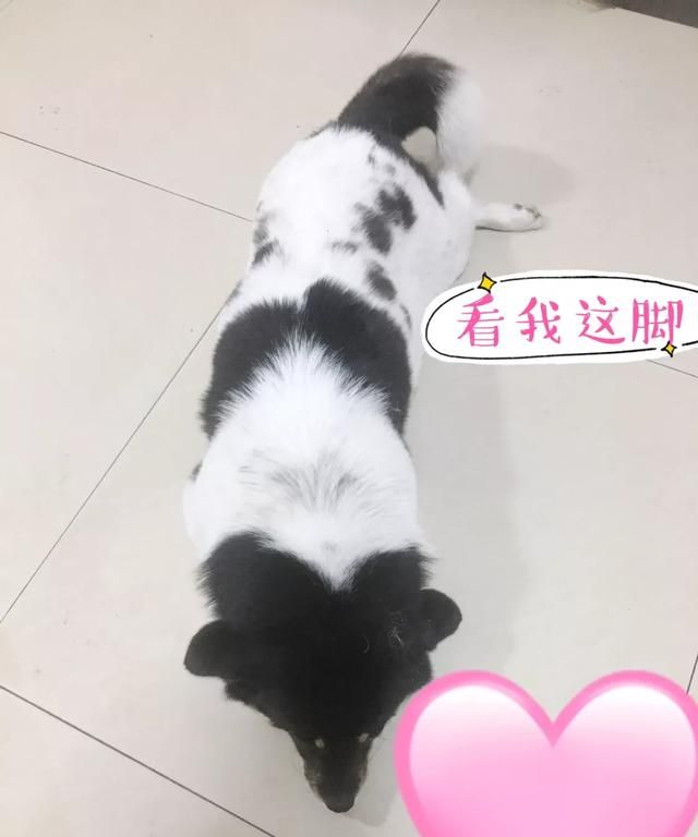 狗狗会感动吗图3