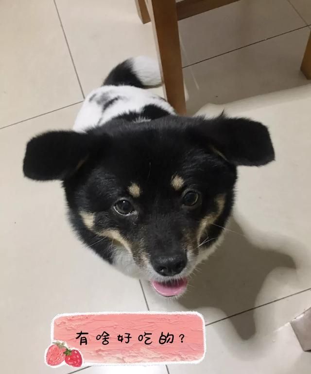 狗狗会感动吗图5